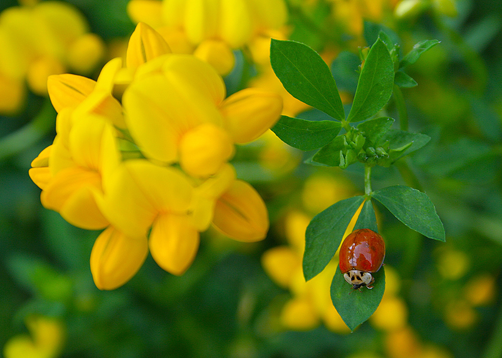 Flowers on the church grounds